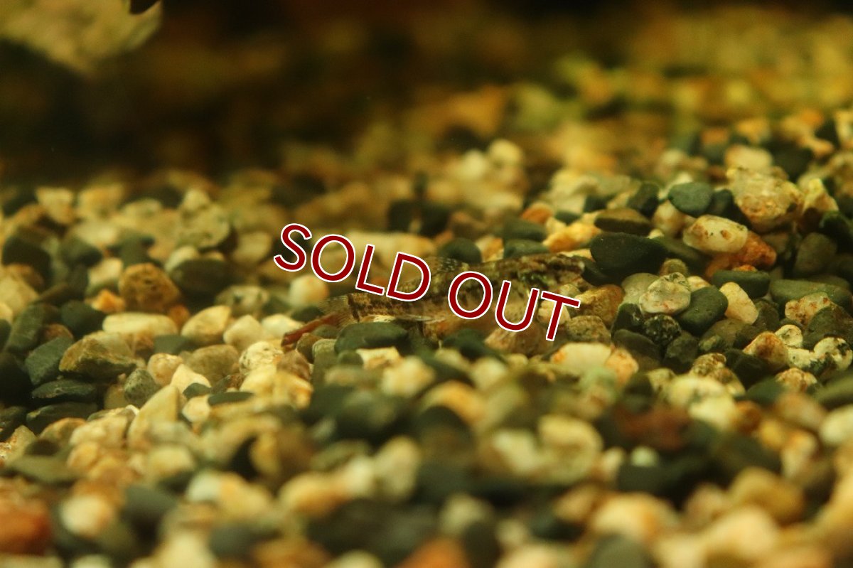 画像4: 【淡水魚】初産地 激レア トリカラージェットダータテトラ リオアリノス産 ワイルド【1匹 サンプル画像販売】(珍カラ)（生体）（熱帯魚）NKＣＫ (4)