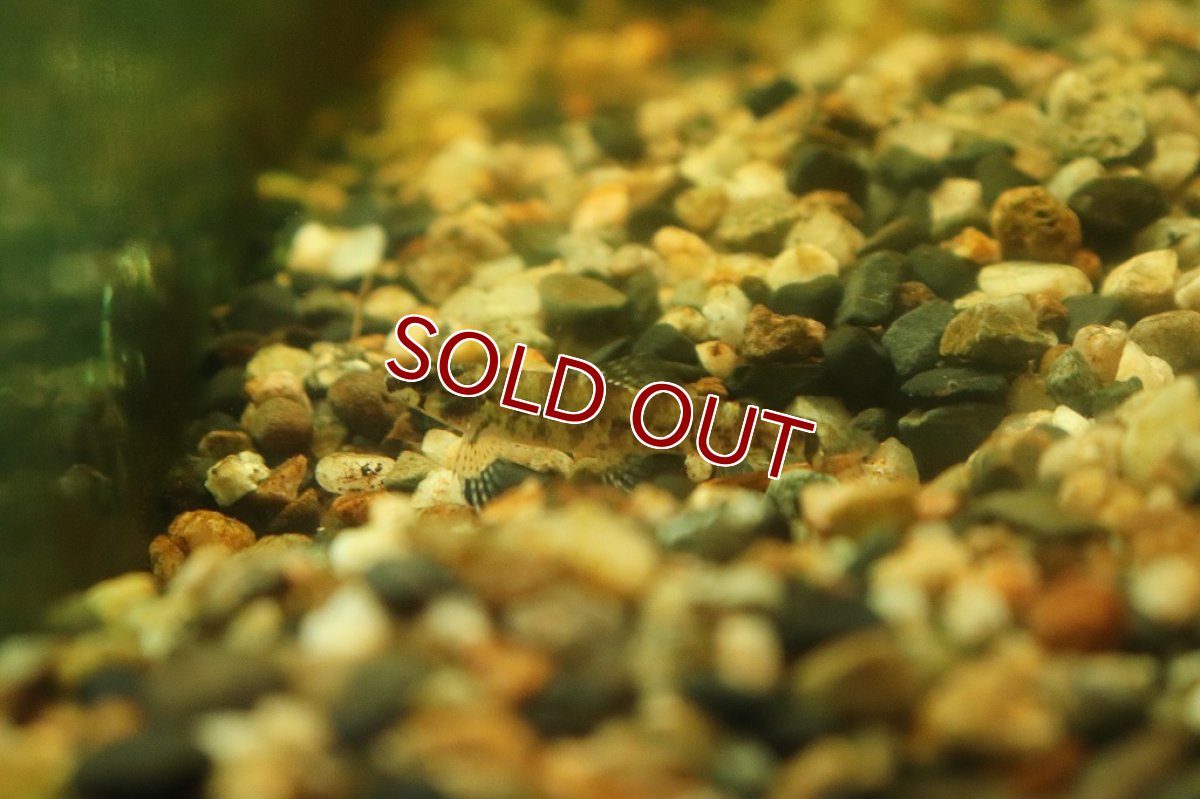 画像6: 【淡水魚】初産地 激レア トリカラージェットダータテトラ リオアリノス産 ワイルド【1匹 サンプル画像販売】(珍カラ)（生体）（熱帯魚）NKＣＫ (6)