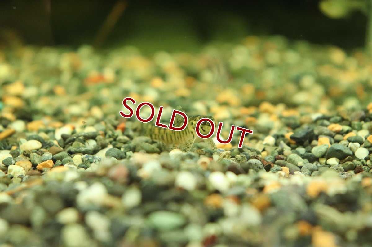 画像2: 【淡水魚】激レア トリカラージェットダータテトラ リオタパジョス産 ワイルド【1匹 サンプル画像販売】(珍カラ)（生体）（熱帯魚）NKＣＫ (2)