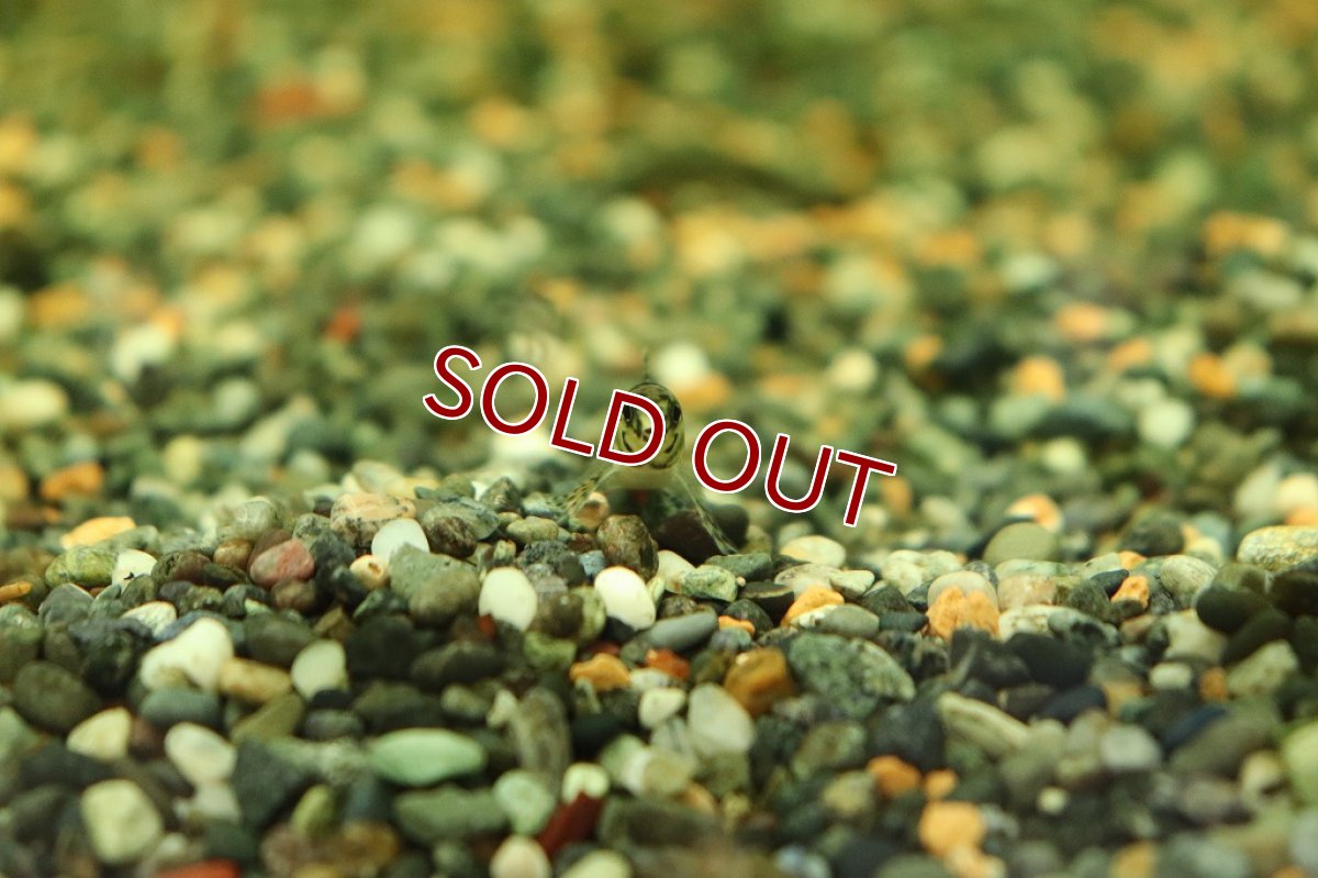 画像3: 【淡水魚】激レア トリカラージェットダータテトラ リオタパジョス産 ワイルド【1匹 サンプル画像販売】(珍カラ)（生体）（熱帯魚）NKＣＫ (3)