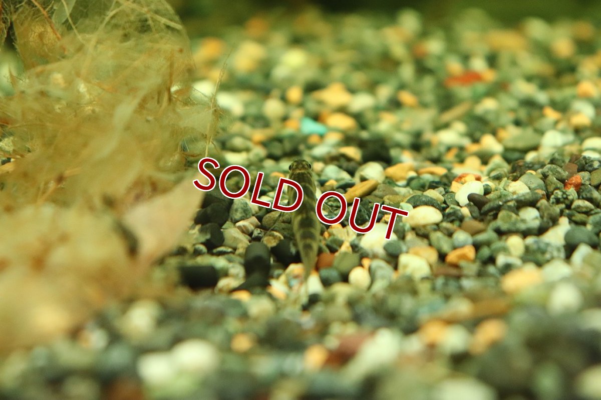 画像4: 【淡水魚】激レア トリカラージェットダータテトラ リオタパジョス産 ワイルド【1匹 サンプル画像販売】(珍カラ)（生体）（熱帯魚）NKＣＫ (4)