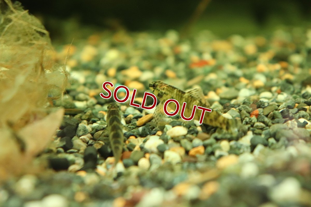 画像5: 【淡水魚】激レア トリカラージェットダータテトラ リオタパジョス産 ワイルド【1匹 サンプル画像販売】(珍カラ)（生体）（熱帯魚）NKＣＫ (5)