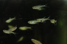 画像1: 【淡水魚】【通販】初入荷 レッドテールブラックポイントテトラ アルトアラグアイア産 ワイルド【1匹 サンプル画像販売】(珍カラ)（生体）（熱帯魚）NKＣＫ (1)