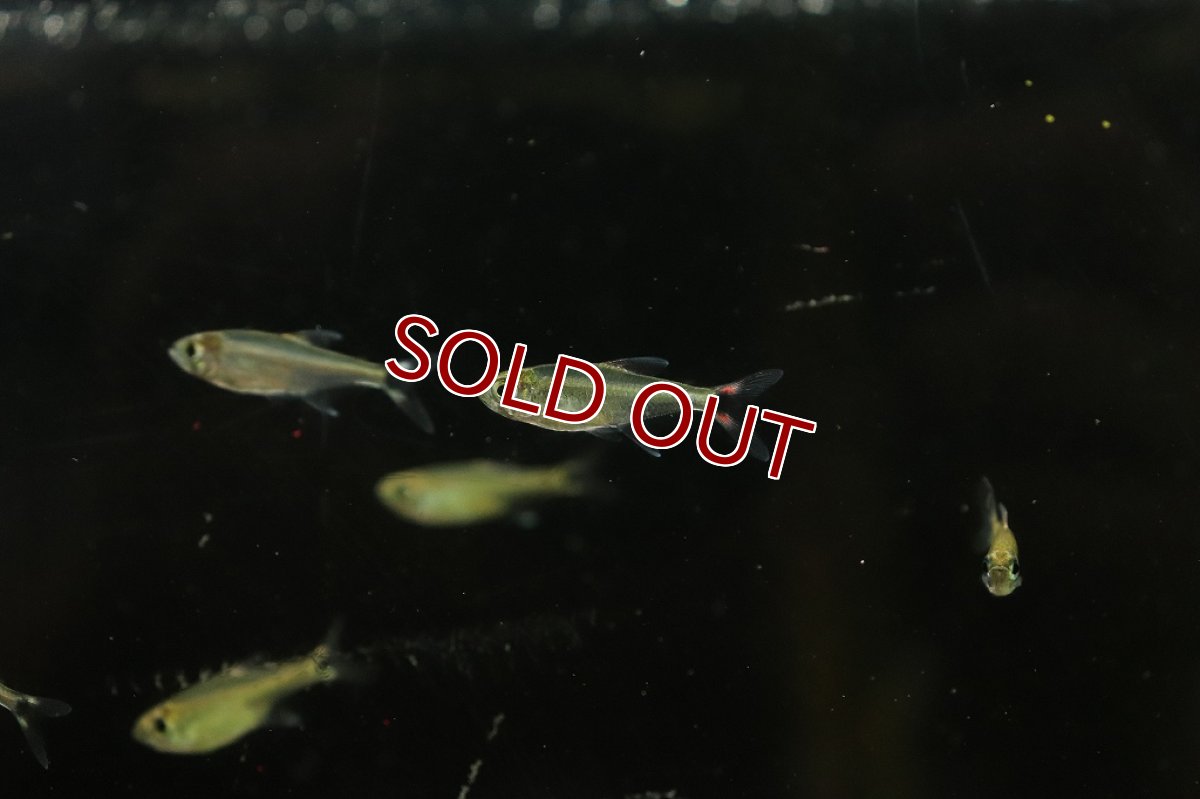 画像2: 【淡水魚】初入荷 レッドテールブラックポイントテトラ アルトアラグアイア産 ワイルド【1匹 サンプル画像販売】(珍カラ)（生体）（熱帯魚）NKＣＫ (2)