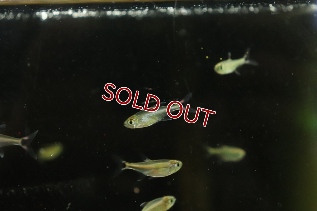 画像3: 【淡水魚】初入荷 レッドテールブラックポイントテトラ アルトアラグアイア産 ワイルド【1匹 サンプル画像販売】(珍カラ)（生体）（熱帯魚）NKＣＫ (3)