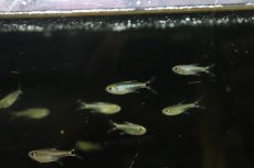 画像4: 【淡水魚】【通販】初入荷 レッドテールブラックポイントテトラ アルトアラグアイア産 ワイルド【1匹 サンプル画像販売】(珍カラ)（生体）（熱帯魚）NKＣＫ (4)