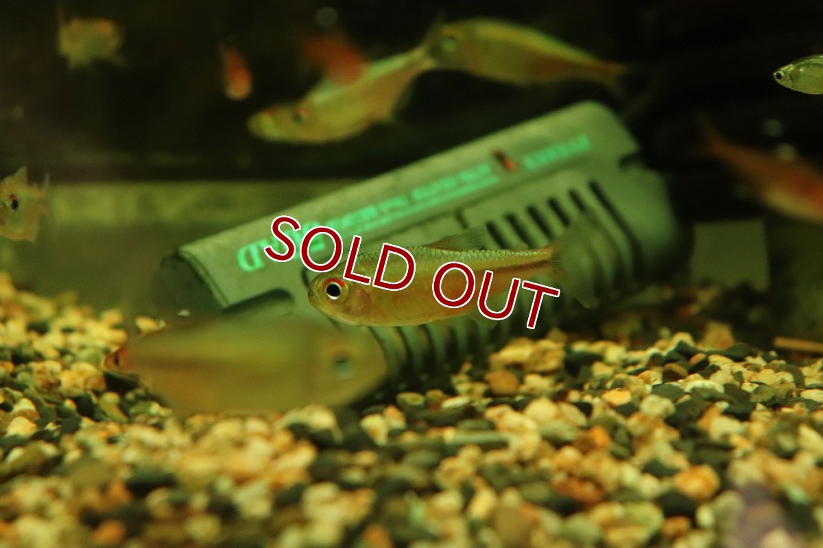 画像2: 【淡水魚】【通販】レア種 ピンクサファイヤコギャルテトラ サンタレン産 ワイルド【1匹 サンプル画像販売】(珍カラ)（生体）（熱帯魚）NKＣＫ (2)