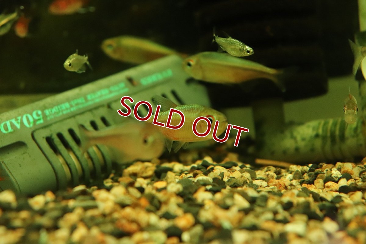 画像3: 【淡水魚】【通販】レア種 ピンクサファイヤコギャルテトラ サンタレン産 ワイルド【1匹 サンプル画像販売】(珍カラ)（生体）（熱帯魚）NKＣＫ (3)