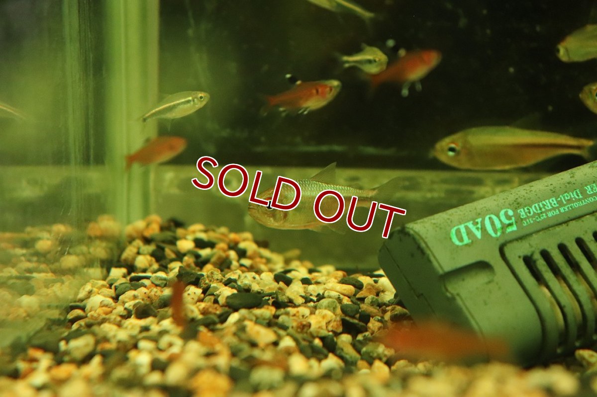 画像4: 【淡水魚】【通販】レア種 ピンクサファイヤコギャルテトラ サンタレン産 ワイルド【1匹 サンプル画像販売】(珍カラ)（生体）（熱帯魚）NKＣＫ (4)