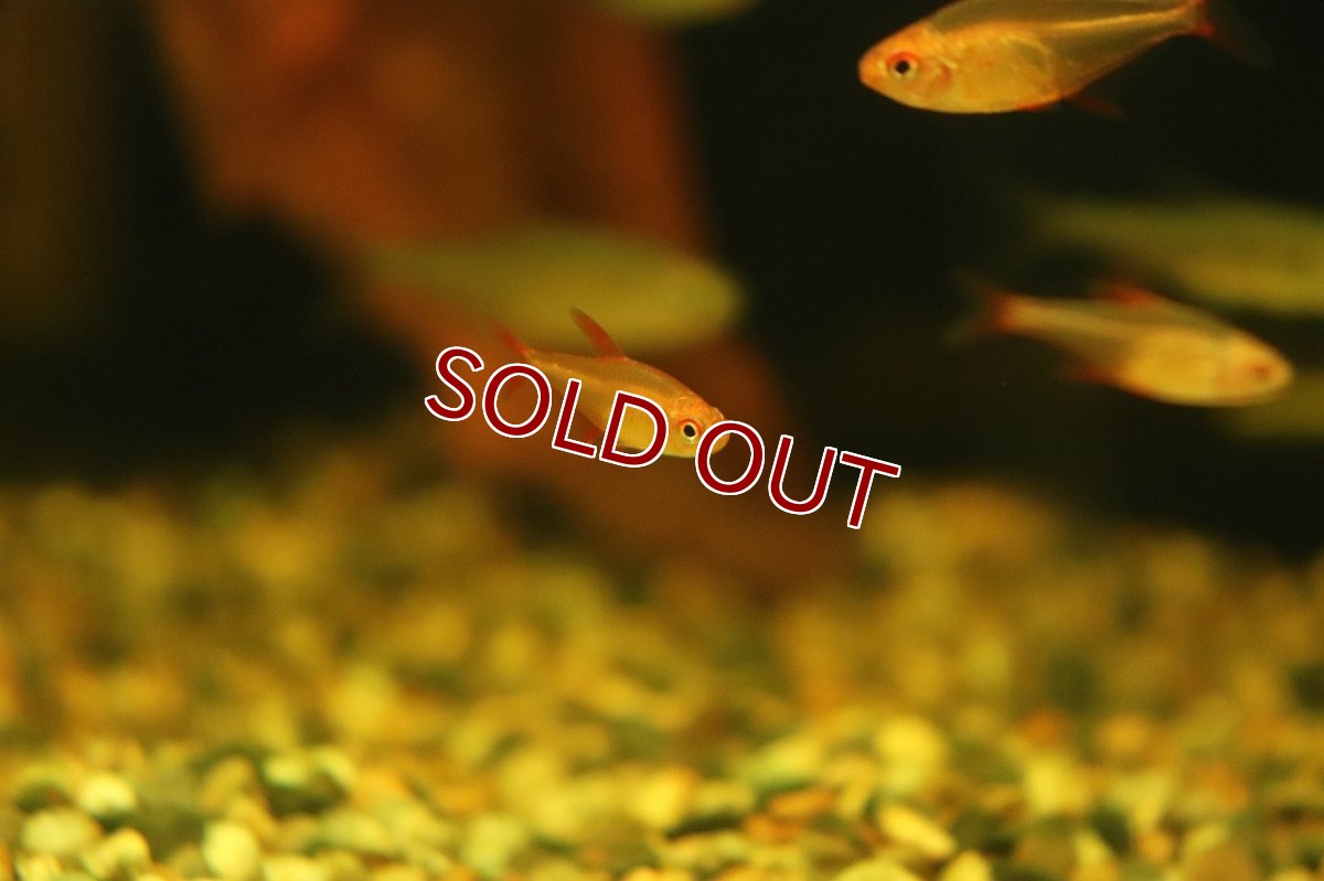 画像2: 【淡水魚】レア種 レッドチェリーテトラ ワイルド【1匹 サンプル画像販売】(珍カラ)（生体）（熱帯魚）NKＣＫ (2)