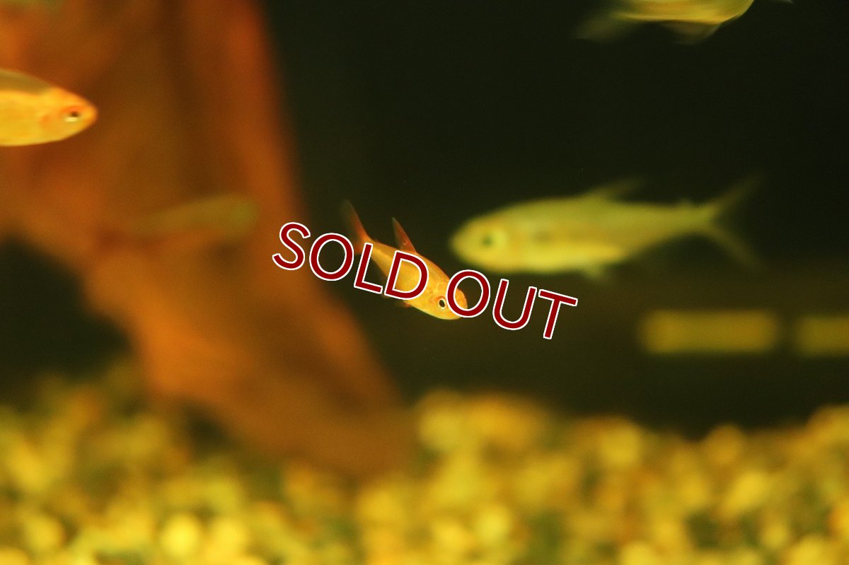 画像3: 【淡水魚】レア種 レッドチェリーテトラ ワイルド【1匹 サンプル画像販売】(珍カラ)（生体）（熱帯魚）NKＣＫ (3)