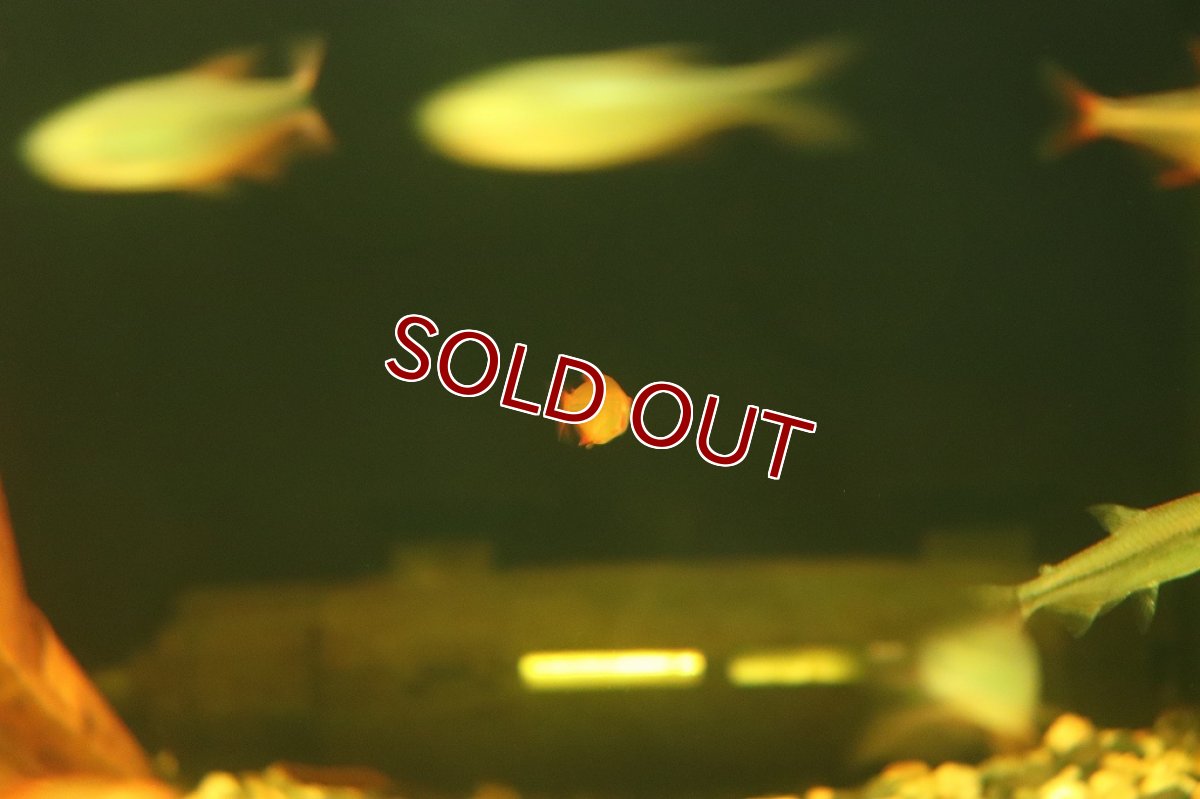 画像4: 【淡水魚】レア種 レッドチェリーテトラ ワイルド【1匹 サンプル画像販売】(珍カラ)（生体）（熱帯魚）NKＣＫ (4)