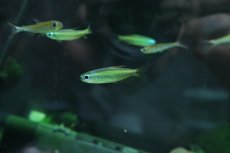 画像1: 【淡水魚】【通販】ゴールデンコンゴテトラ lefini リバー産 ワイルド【1匹 サンプル画像販売】(珍カラ)（生体）（熱帯魚）NKＣＫ (1)