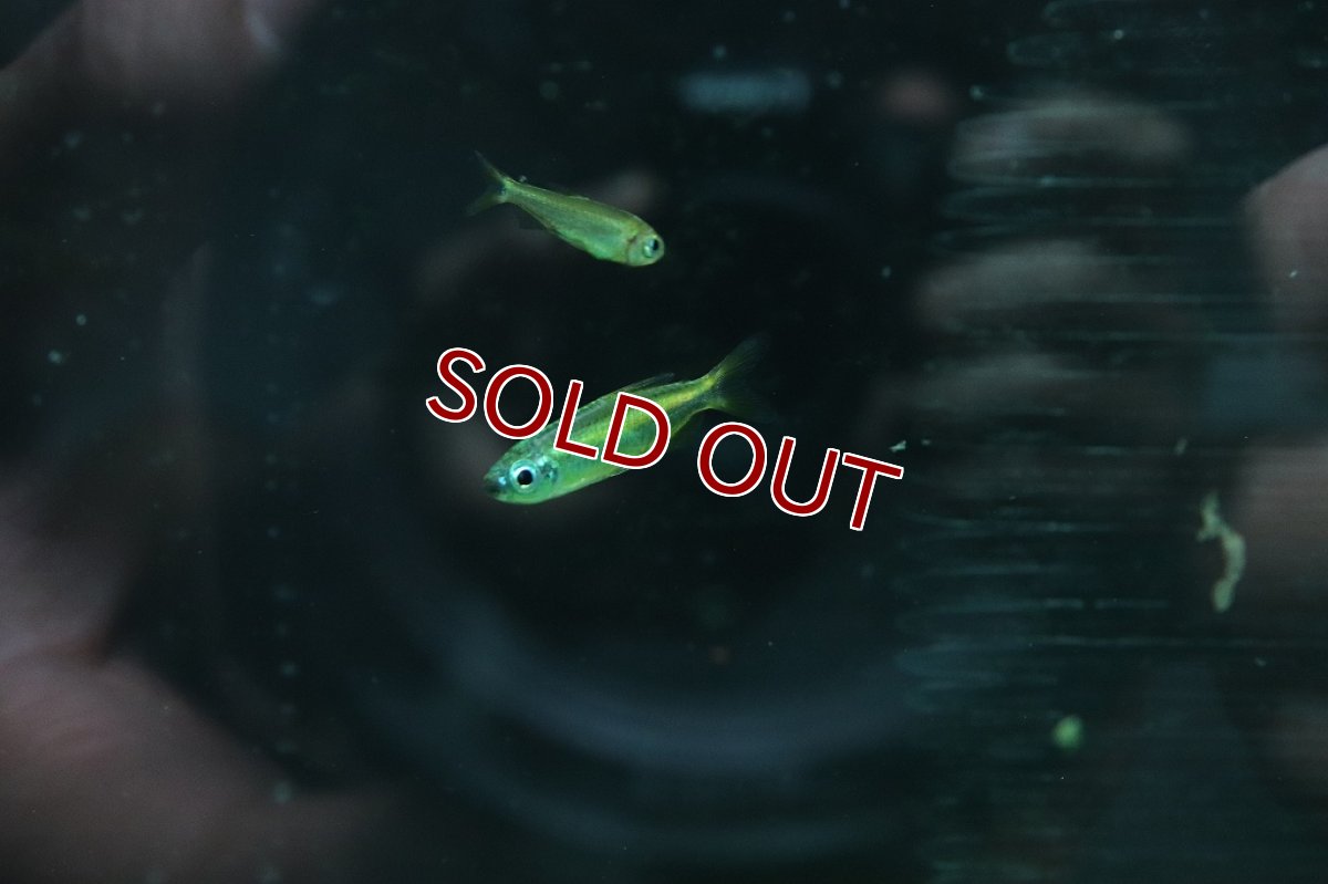 画像2: 【淡水魚】ゴールデンコンゴテトラ lefini リバー産 ワイルド【1匹 サンプル画像販売】(珍カラ)（生体）（熱帯魚）NKＣＫ (2)