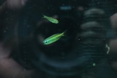 画像2: 【淡水魚】【通販】ゴールデンコンゴテトラ lefini リバー産 ワイルド【1匹 サンプル画像販売】(珍カラ)（生体）（熱帯魚）NKＣＫ (2)