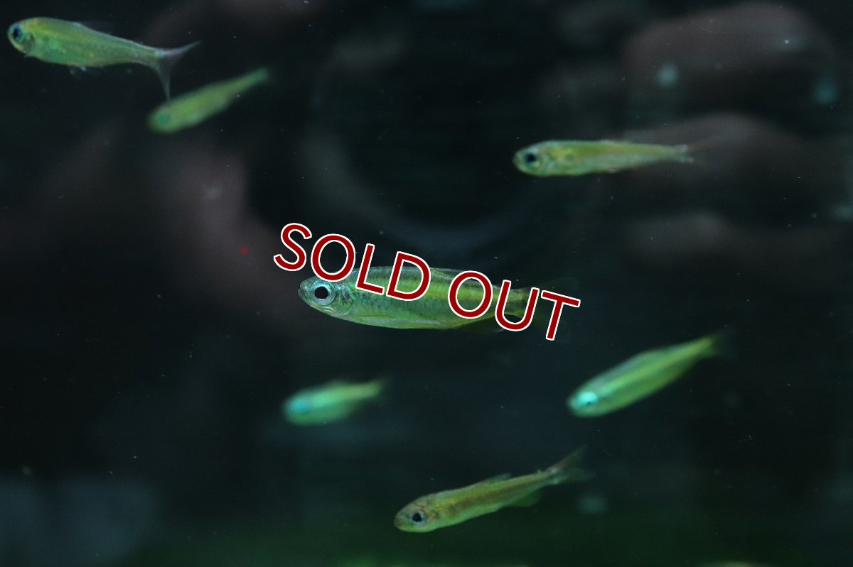 画像3: 【淡水魚】ゴールデンコンゴテトラ lefini リバー産 ワイルド【1匹 サンプル画像販売】(珍カラ)（生体）（熱帯魚）NKＣＫ (3)