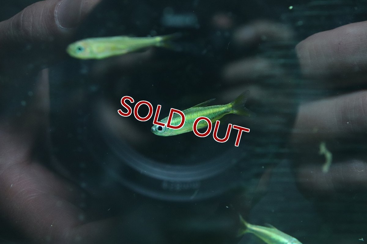 画像4: 【淡水魚】ゴールデンコンゴテトラ lefini リバー産 ワイルド【1匹 サンプル画像販売】(珍カラ)（生体）（熱帯魚）NKＣＫ (4)