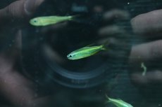 画像4: 【淡水魚】【通販】ゴールデンコンゴテトラ lefini リバー産 ワイルド【1匹 サンプル画像販売】(珍カラ)（生体）（熱帯魚）NKＣＫ (4)