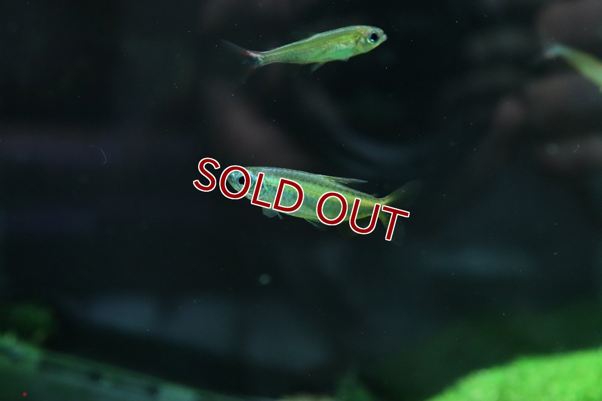 画像5: 【淡水魚】ゴールデンコンゴテトラ lefini リバー産 ワイルド【1匹 サンプル画像販売】(珍カラ)（生体）（熱帯魚）NKＣＫ (5)