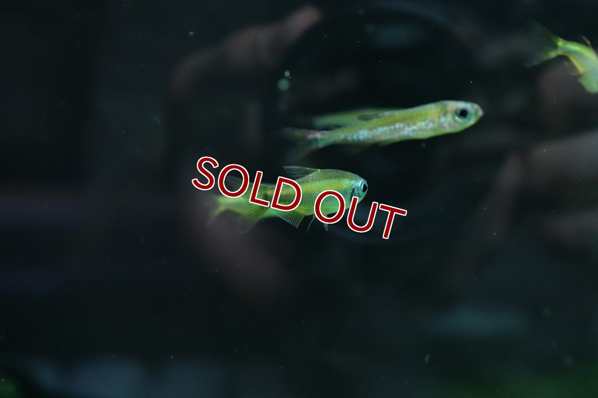 画像6: 【淡水魚】ゴールデンコンゴテトラ lefini リバー産 ワイルド【1匹 サンプル画像販売】(珍カラ)（生体）（熱帯魚）NKＣＫ (6)