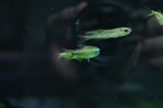 画像6: 【淡水魚】【通販】ゴールデンコンゴテトラ lefini リバー産 ワイルド【1匹 サンプル画像販売】(珍カラ)（生体）（熱帯魚）NKＣＫ (6)