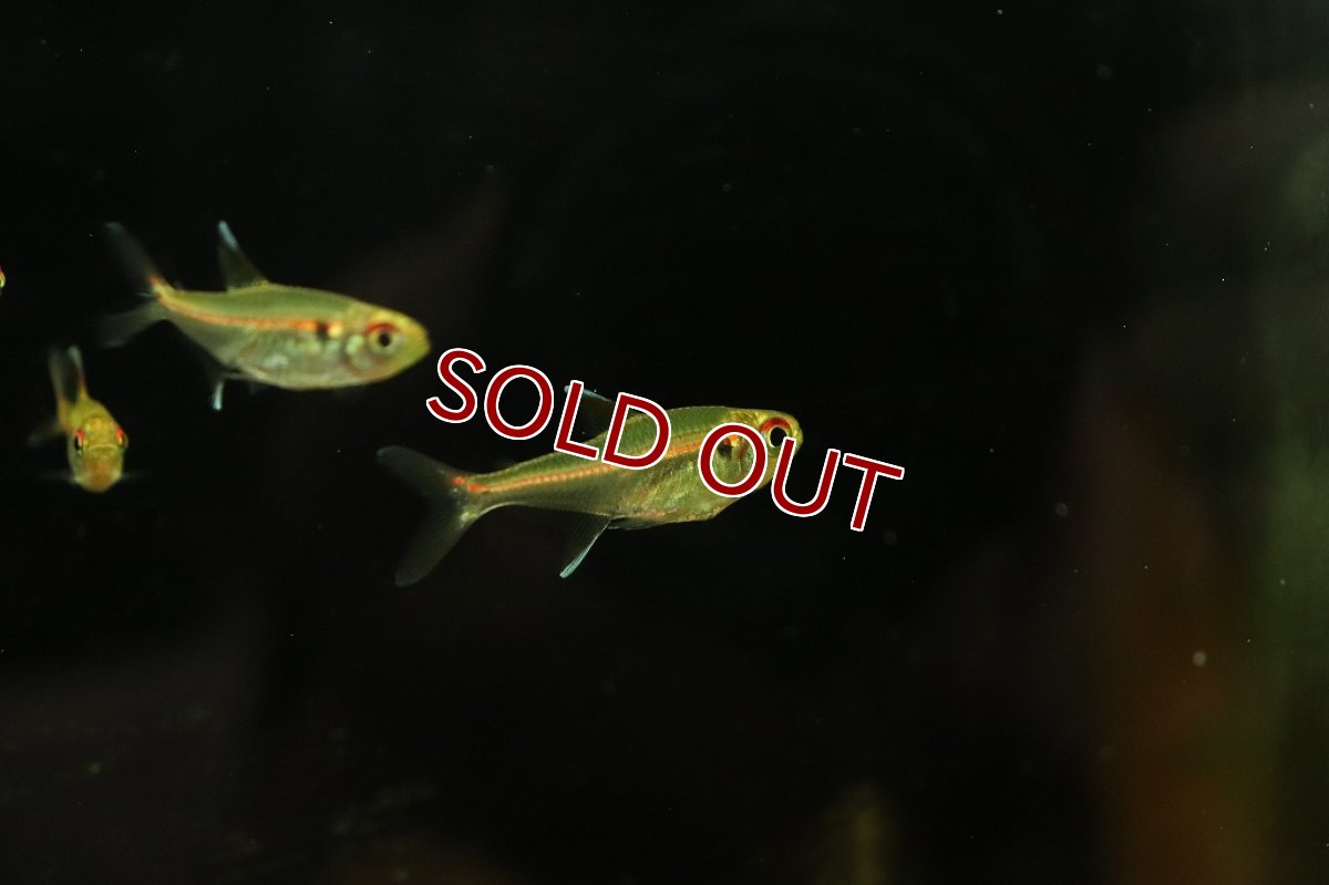 画像2: 【淡水魚】セレージャステトラ サンタクルース産 ワイルド1匹】(珍カラ)（生体）（熱帯魚）NKＣＫ (2)