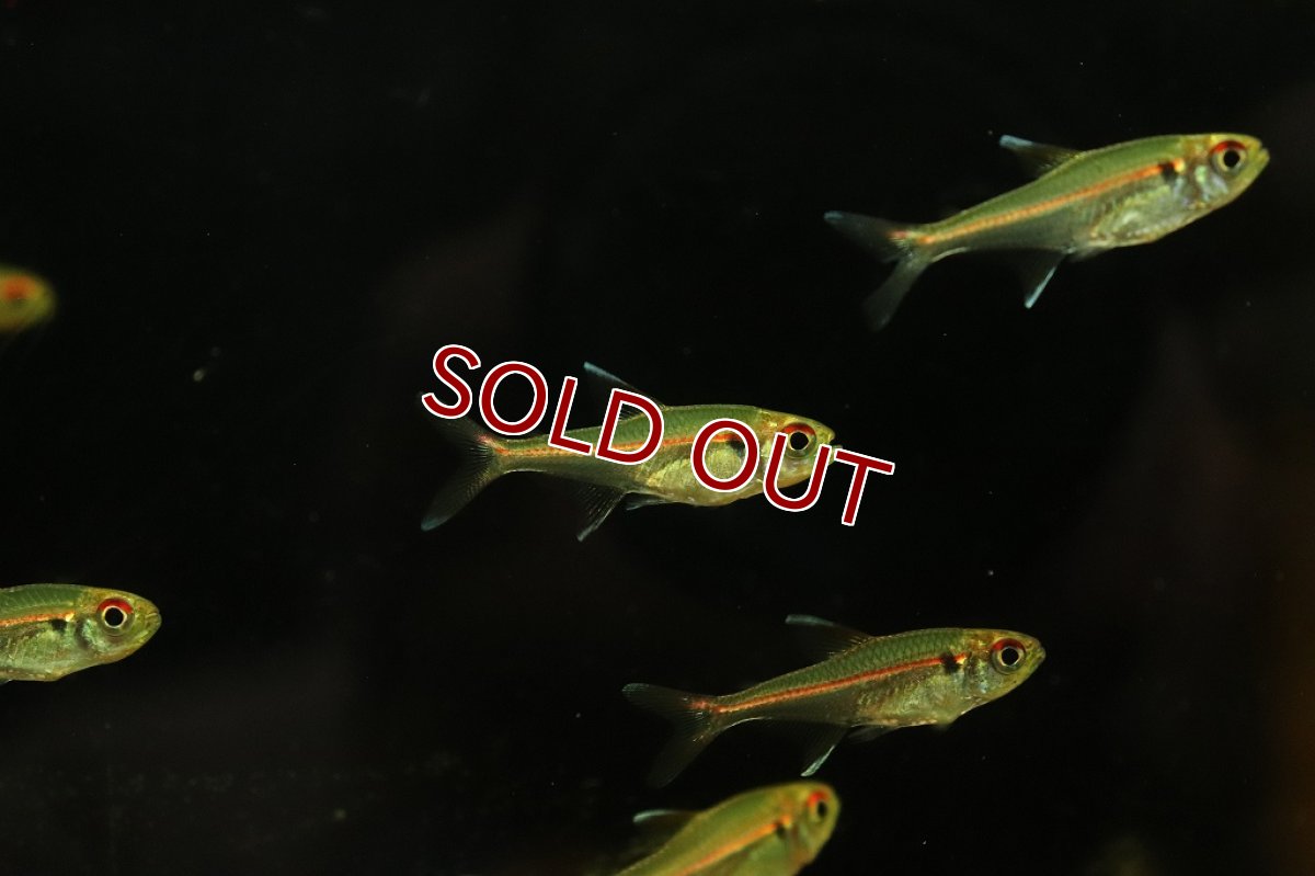 画像3: 【淡水魚】セレージャステトラ サンタクルース産 ワイルド1匹】(珍カラ)（生体）（熱帯魚）NKＣＫ (3)
