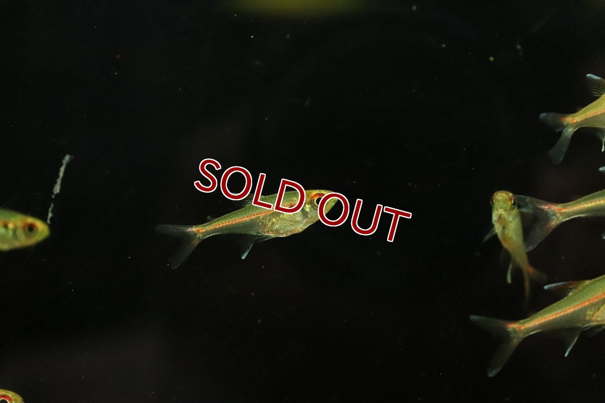 画像4: 【淡水魚】セレージャステトラ サンタクルース産 ワイルド1匹】(珍カラ)（生体）（熱帯魚）NKＣＫ (4)