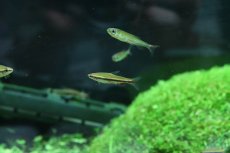 画像1: 【淡水魚】【通販】美種 ベックホルディペンシル セアラ産 ワイルド【1匹】(珍カラ)（生体）（熱帯魚）NＣＫ (1)