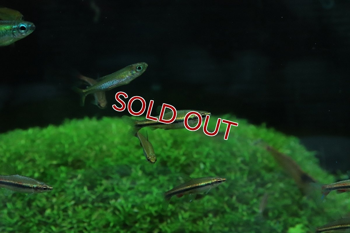 画像2: 【淡水魚】美種 ベックホルディペンシル セアラ産 ワイルド【1匹】(珍カラ)（生体）（熱帯魚）NＣＫ (2)