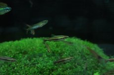 画像2: 【淡水魚】【通販】美種 ベックホルディペンシル セアラ産 ワイルド【1匹】(珍カラ)（生体）（熱帯魚）NＣＫ (2)