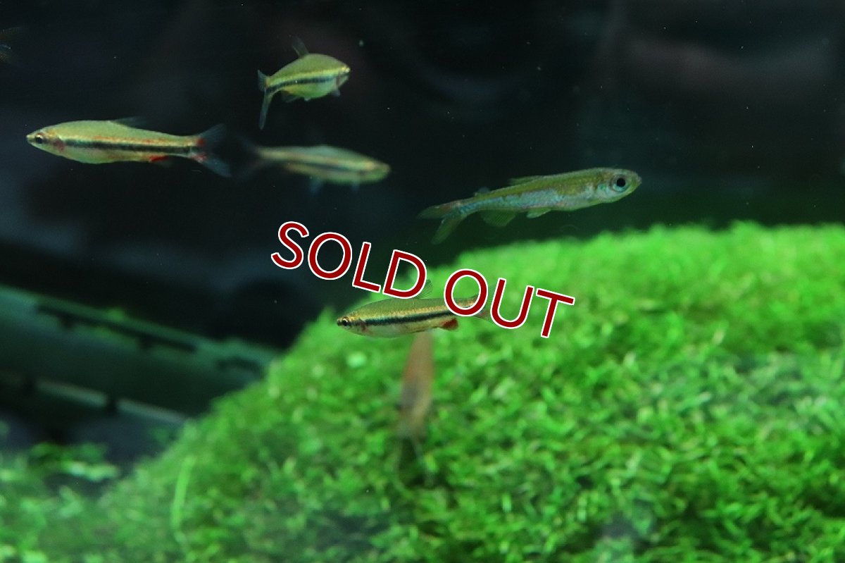 画像3: 【淡水魚】美種 ベックホルディペンシル セアラ産 ワイルド【1匹】(珍カラ)（生体）（熱帯魚）NＣＫ (3)