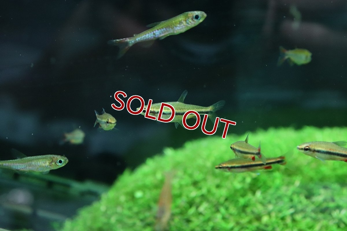 画像4: 【淡水魚】美種 ベックホルディペンシル セアラ産 ワイルド【1匹】(珍カラ)（生体）（熱帯魚）NＣＫ (4)