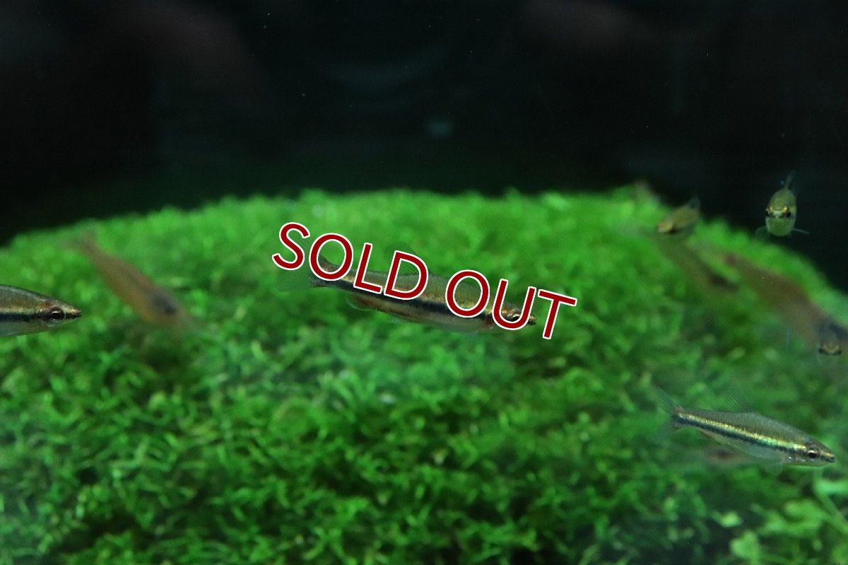 画像5: 【淡水魚】美種 ベックホルディペンシル セアラ産 ワイルド【1匹】(珍カラ)（生体）（熱帯魚）NＣＫ (5)