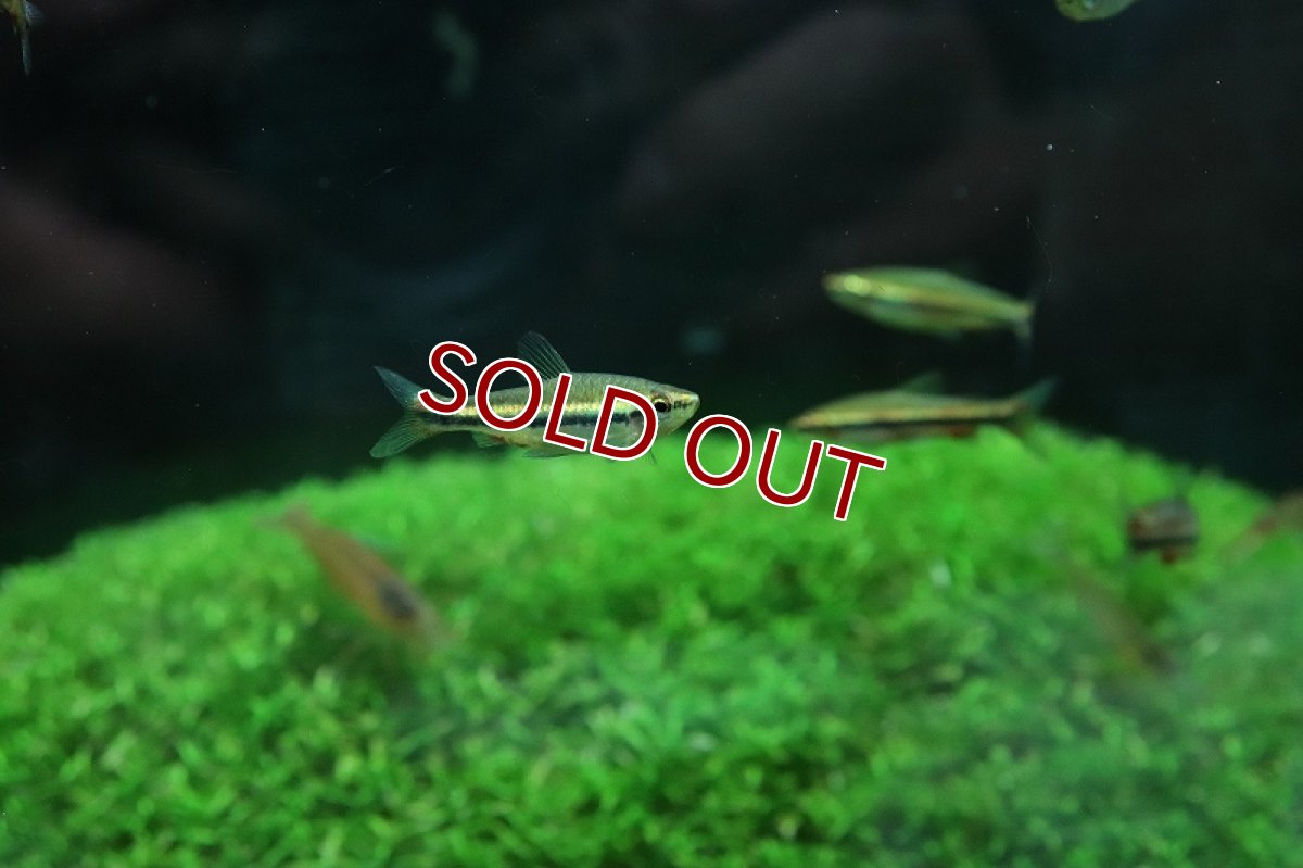 画像6: 【淡水魚】美種 ベックホルディペンシル セアラ産 ワイルド【1匹】(珍カラ)（生体）（熱帯魚）NＣＫ (6)