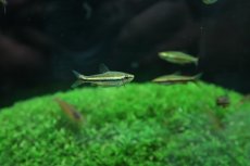 画像6: 【淡水魚】【通販】美種 ベックホルディペンシル セアラ産 ワイルド【1匹】(珍カラ)（生体）（熱帯魚）NＣＫ (6)