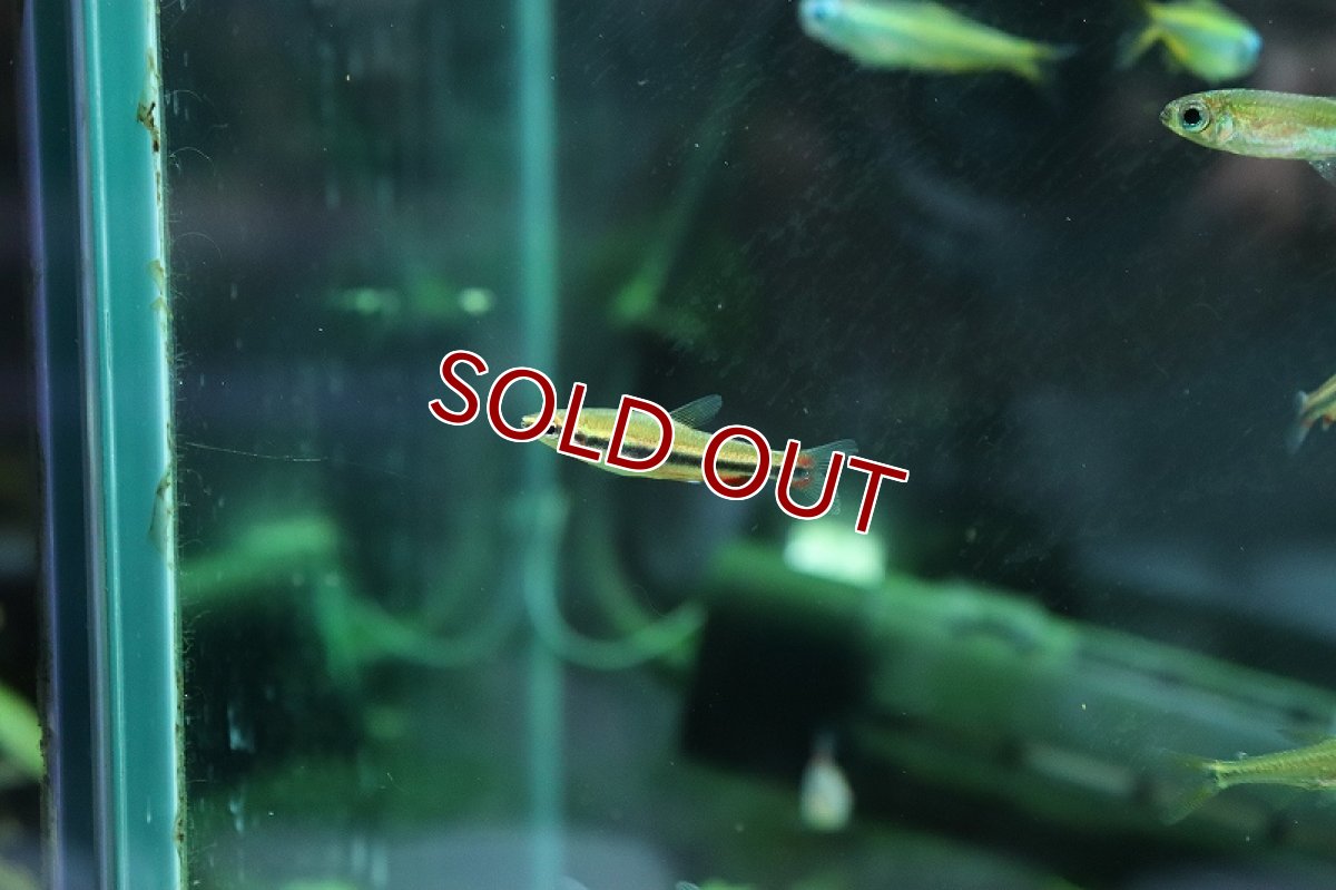 画像7: 【淡水魚】美種 ベックホルディペンシル セアラ産 ワイルド【1匹】(珍カラ)（生体）（熱帯魚）NＣＫ (7)