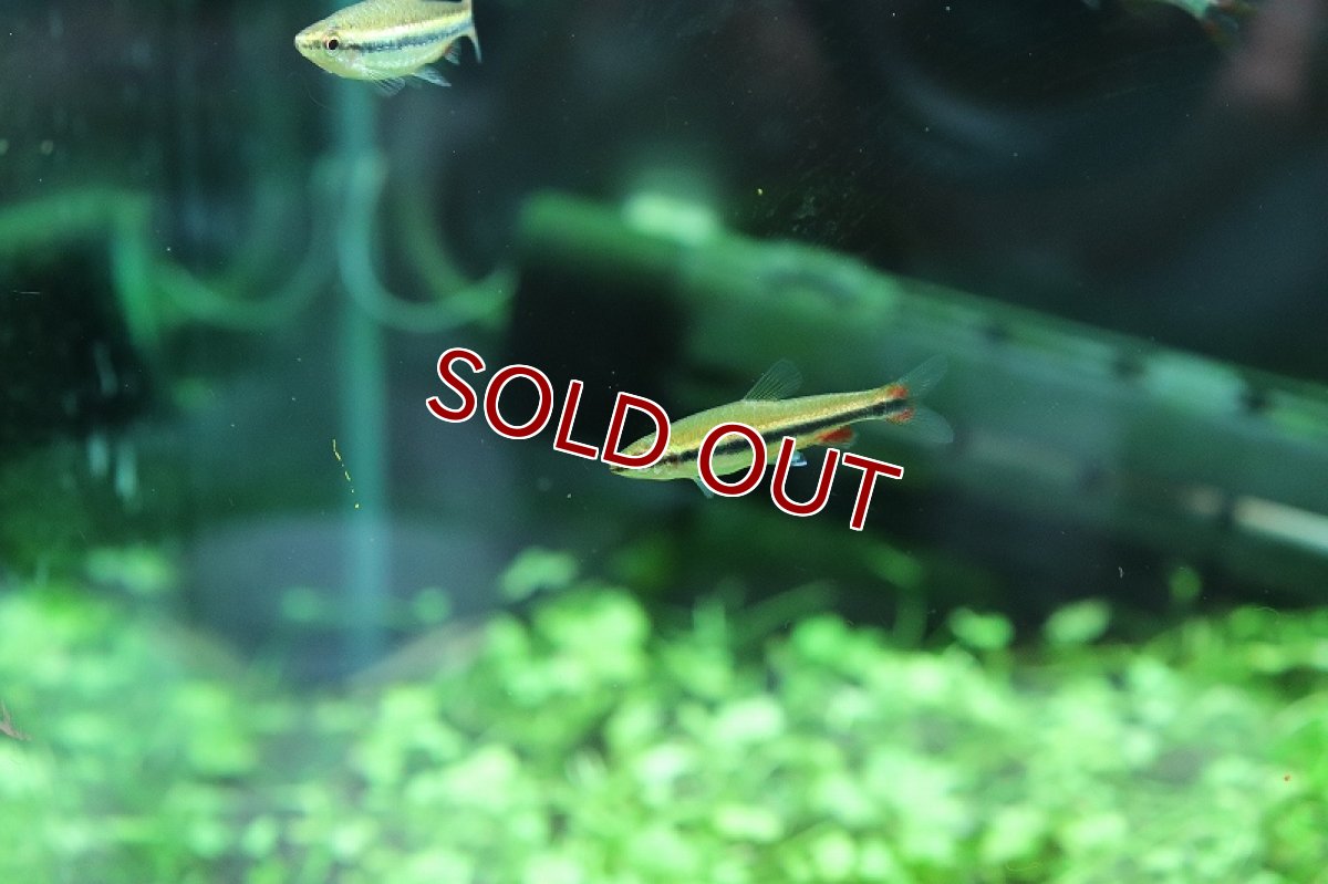 画像8: 【淡水魚】美種 ベックホルディペンシル セアラ産 ワイルド【1匹】(珍カラ)（生体）（熱帯魚）NＣＫ (8)