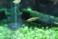 画像8: 【淡水魚】【通販】美種 ベックホルディペンシル セアラ産 ワイルド【1匹】(珍カラ)（生体）（熱帯魚）NＣＫ (8)