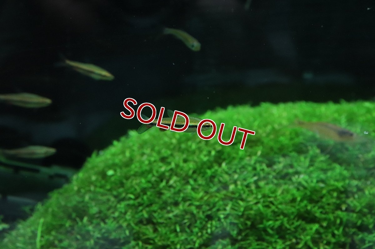 画像9: 【淡水魚】美種 ベックホルディペンシル セアラ産 ワイルド【1匹】(珍カラ)（生体）（熱帯魚）NＣＫ (9)