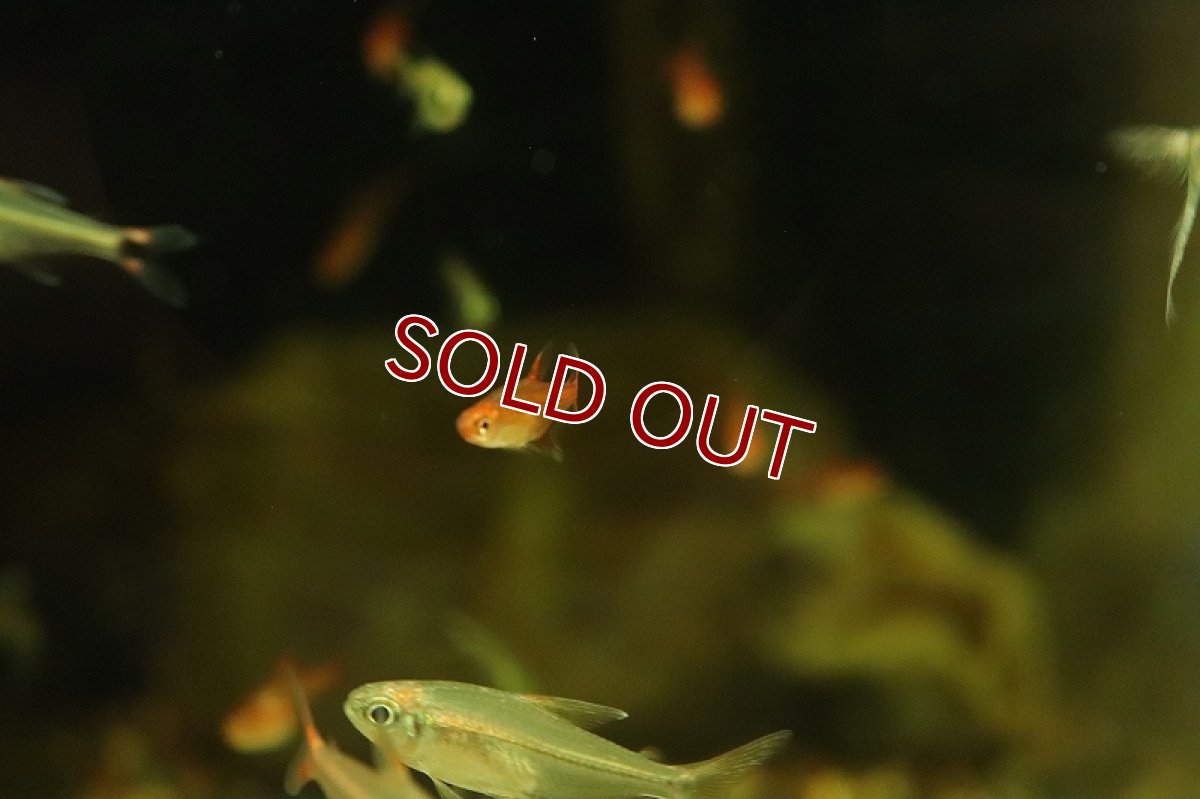 画像2: 【淡水魚】レア種 ファイヤーテトラ ワイルド【1匹 サンプル画像販売】(珍カラ)（生体）（熱帯魚）NKＣＫ (2)