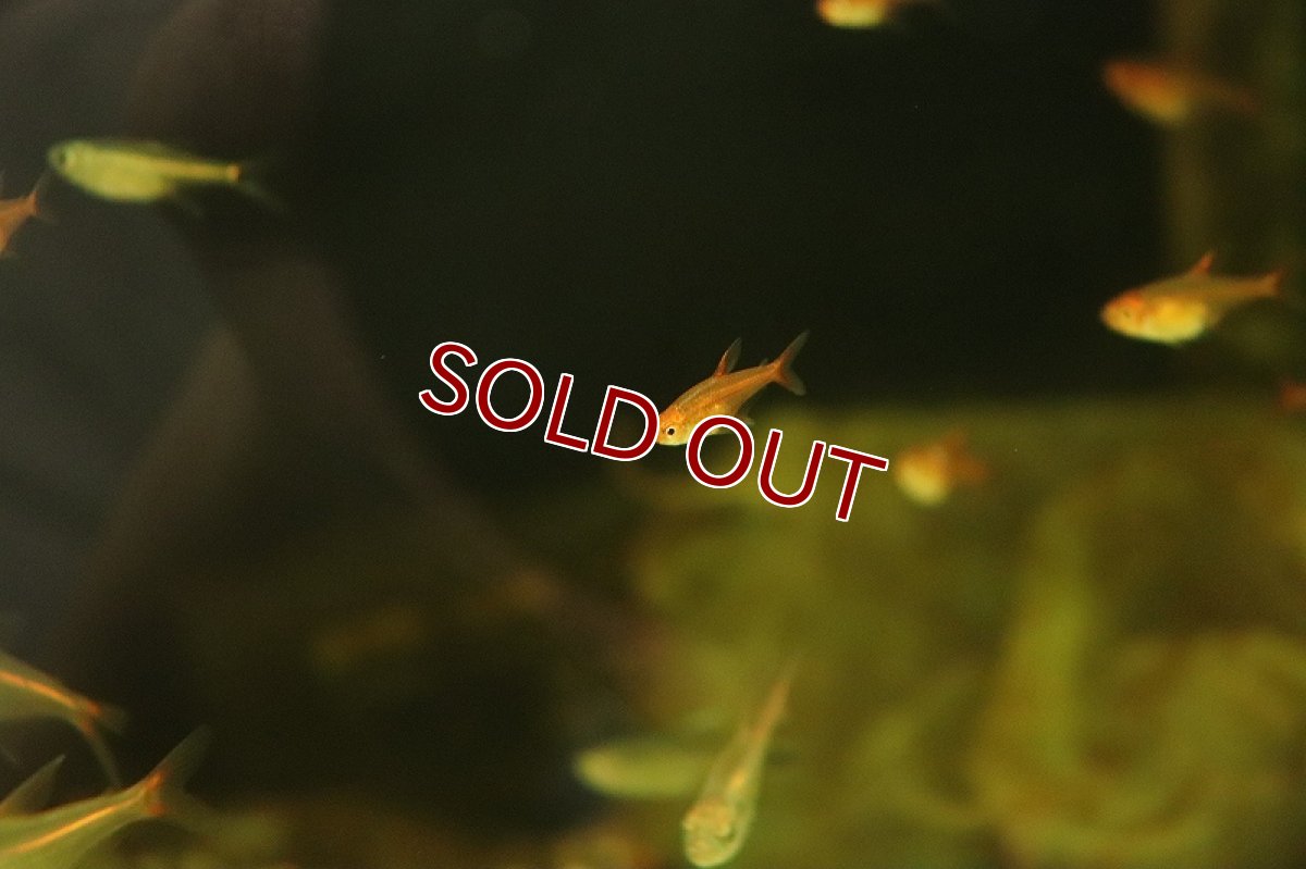 画像3: 【淡水魚】レア種 ファイヤーテトラ ワイルド【1匹 サンプル画像販売】(珍カラ)（生体）（熱帯魚）NKＣＫ (3)