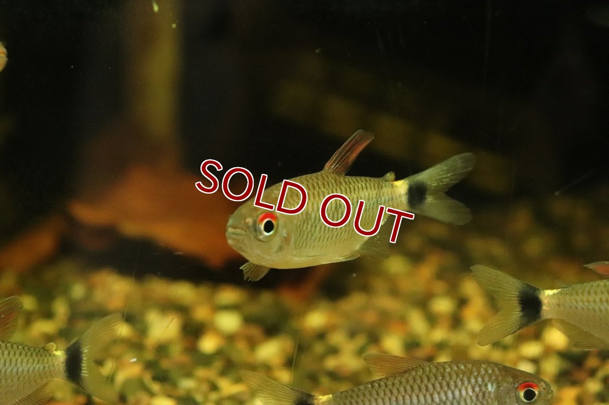画像2: 【淡水魚】ダイヤモンドモンクホーシャ リオジャマンシン産 ワイルド【1匹】(珍カラ)（生体）（熱帯魚）NKＣＫ (2)