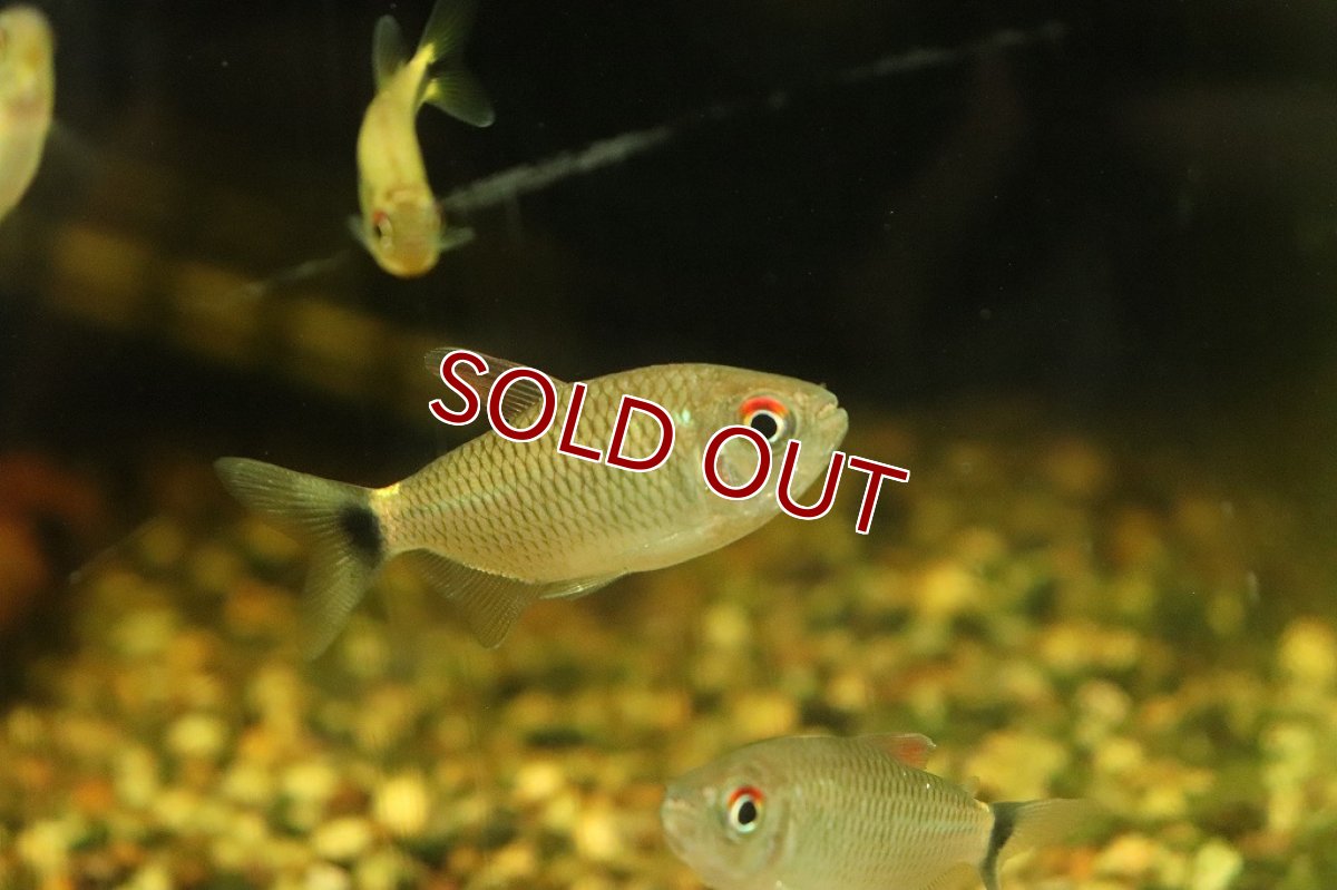 画像3: 【淡水魚】ダイヤモンドモンクホーシャ リオジャマンシン産 ワイルド【1匹】(珍カラ)（生体）（熱帯魚）NKＣＫ (3)