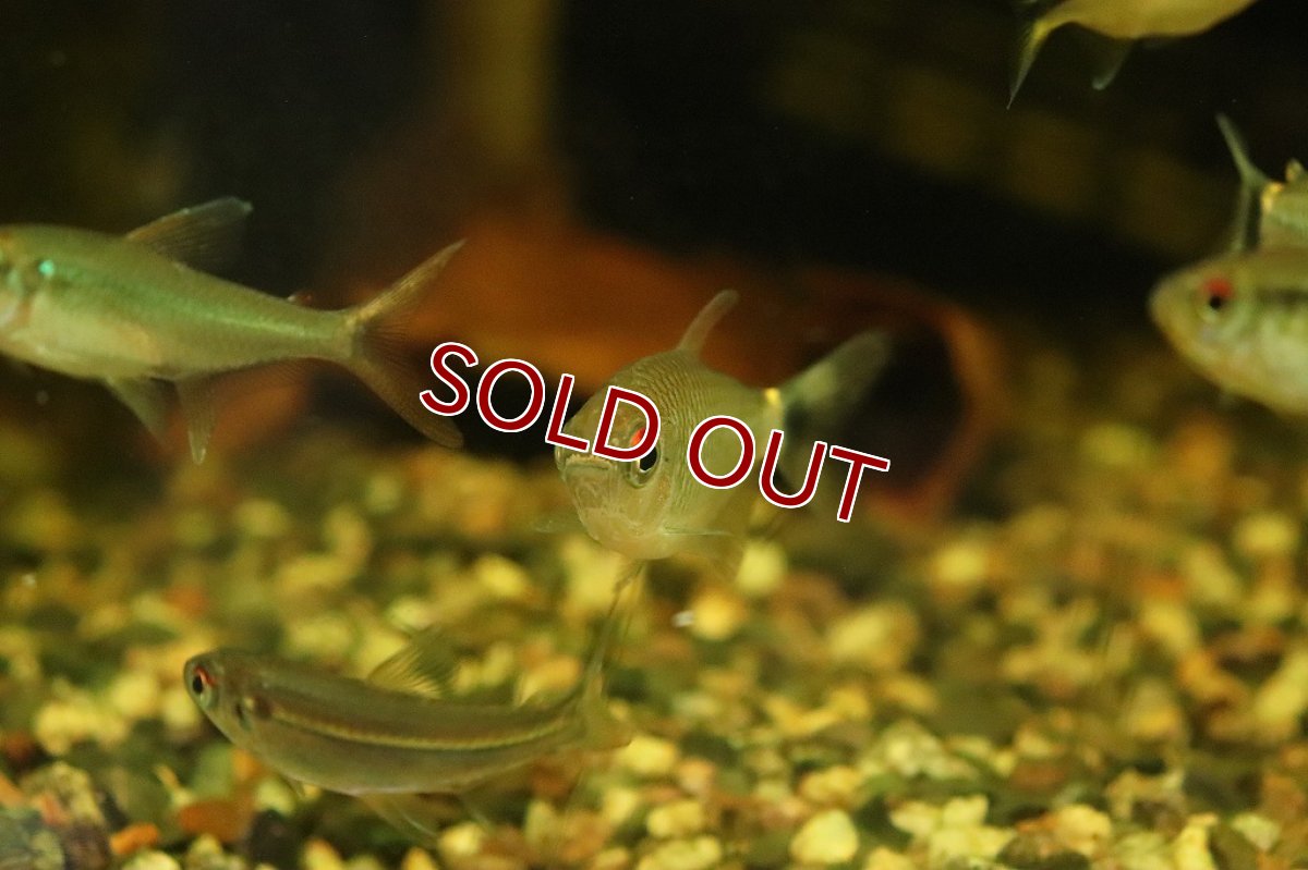 画像4: 【淡水魚】ダイヤモンドモンクホーシャ リオジャマンシン産 ワイルド【1匹】(珍カラ)（生体）（熱帯魚）NKＣＫ (4)