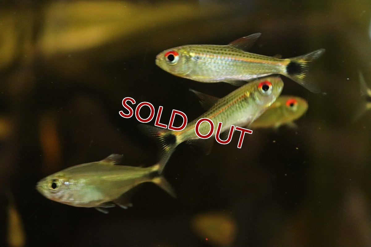 画像2: 【淡水魚】【通販】激爆安 サンシャインモンクホーシャ ラーゴウビン産 ワイルド【1匹 サンプル画像】(珍カラ)（生体）（熱帯魚）NKＣＫ (2)