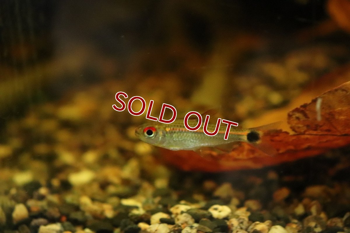 画像3: 【淡水魚】【通販】激爆安 サンシャインモンクホーシャ ラーゴウビン産 ワイルド【1匹 サンプル画像】(珍カラ)（生体）（熱帯魚）NKＣＫ (3)
