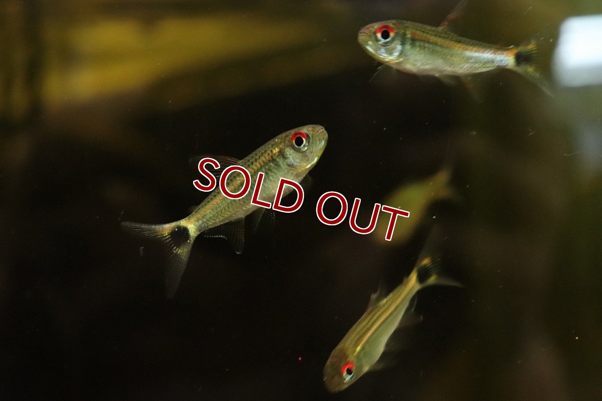画像4: 【淡水魚】【通販】激爆安 サンシャインモンクホーシャ ラーゴウビン産 ワイルド【1匹 サンプル画像】(珍カラ)（生体）（熱帯魚）NKＣＫ (4)