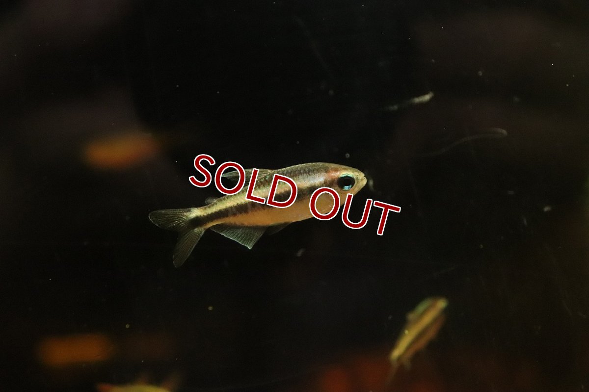 画像2: 【淡水魚】【通販】50％OFF対象生体 ブルーデビルテトラ ワイルド【1匹 サンプル画像】(珍カラ)（生体）（熱帯魚）NKＣＫ (2)