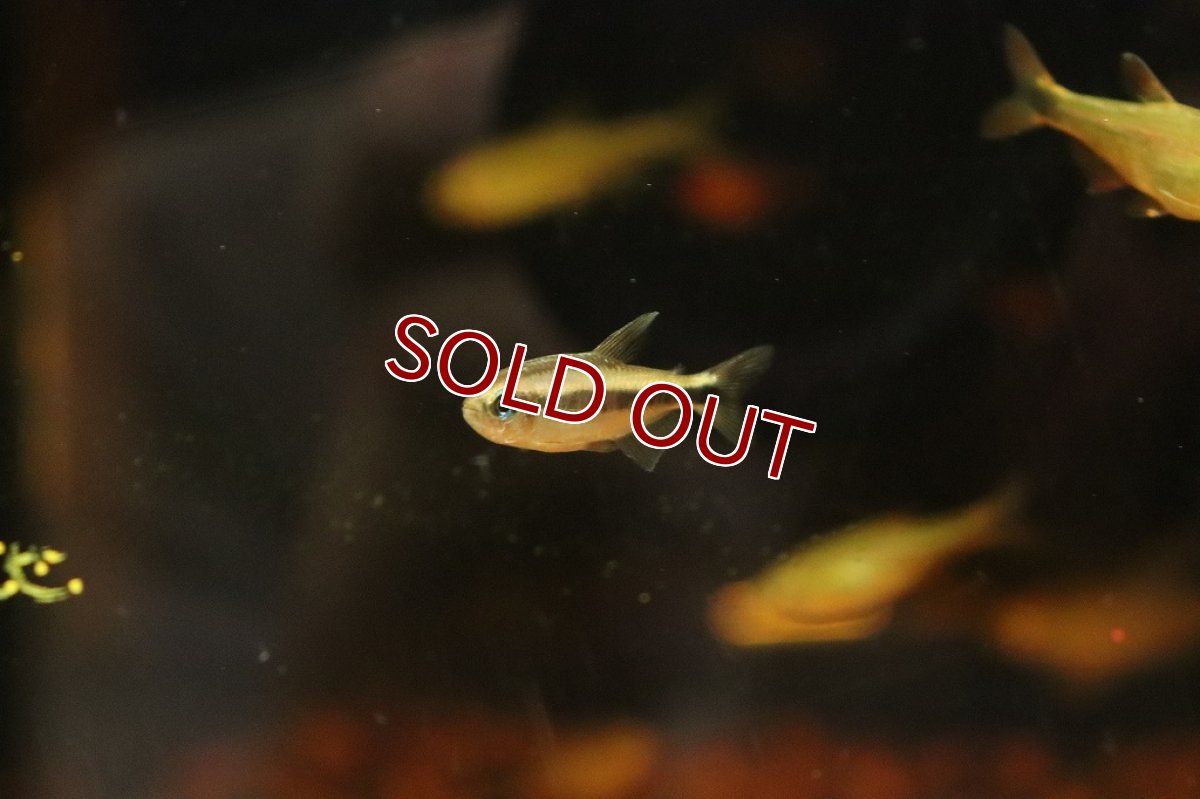 画像3: 【淡水魚】【通販】50％OFF対象生体 ブルーデビルテトラ ワイルド【1匹 サンプル画像】(珍カラ)（生体）（熱帯魚）NKＣＫ (3)